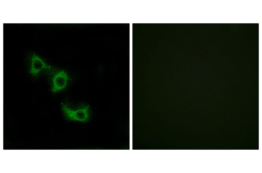 Immunofluorescence - Anti-MRPL44 Antibody (C14080) - Antibodies.com