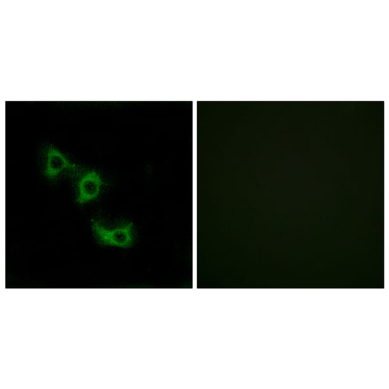Immunofluorescence - Anti-MRPL44 Antibody (C14080) - Antibodies.com