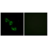 Immunofluorescence - Anti-MRPL44 Antibody (C14080) - Antibodies.com