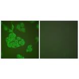 Immunofluorescence - Anti-MMP-11 Antibody (C0264) - Antibodies.com