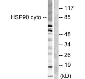 Western Blot - Anti-HSP90A Antibody (C0234) - Antibodies.com