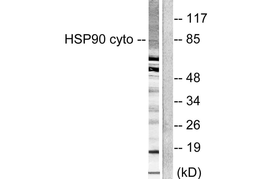Western Blot - Anti-HSP90A Antibody (C0234) - Antibodies.com