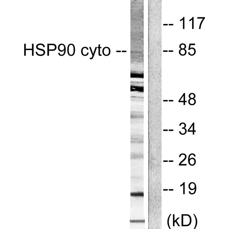 Western Blot - Anti-HSP90A Antibody (C0234) - Antibodies.com