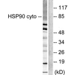 Western Blot - Anti-HSP90A Antibody (C0234) - Antibodies.com