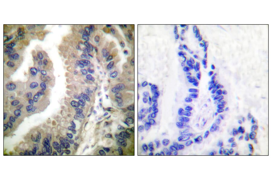 Immunohistochemistry - Anti-HSP90A Antibody (C0234) - Antibodies.com