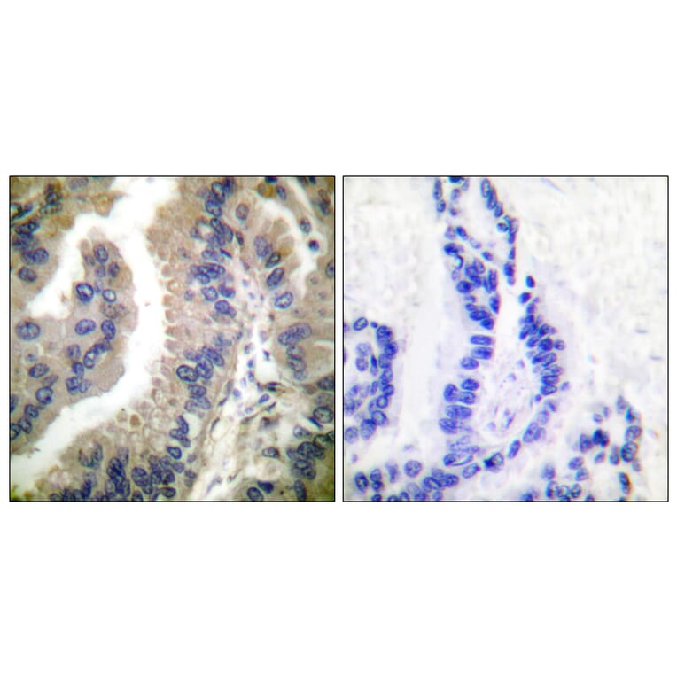 Immunohistochemistry - Anti-HSP90A Antibody (C0234) - Antibodies.com