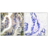 Immunohistochemistry - Anti-HSP90A Antibody (C0234) - Antibodies.com