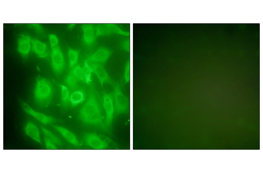 Immunofluorescence - Anti-HSP90A Antibody (C0234) - Antibodies.com