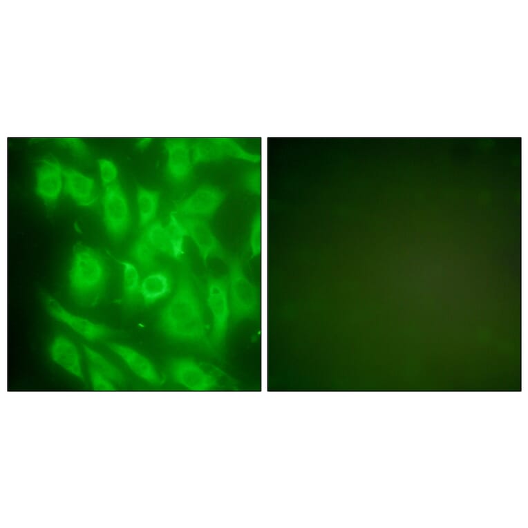 Immunofluorescence - Anti-HSP90A Antibody (C0234) - Antibodies.com