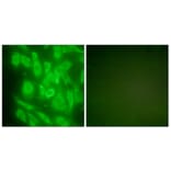 Immunofluorescence - Anti-HSP90A Antibody (C0234) - Antibodies.com