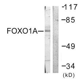 Western Blot - Anti-FOXO1A Antibody (B0484) - Antibodies.com