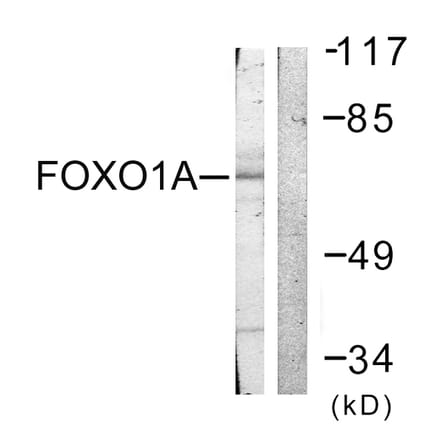 Western Blot - Anti-FOXO1A Antibody (B0484) - Antibodies.com