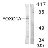 Western Blot - Anti-FOXO1A Antibody (B0484) - Antibodies.com
