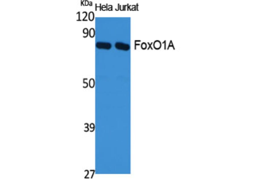 Western Blot - Anti-FOXO1A Antibody (B0484) - Antibodies.com