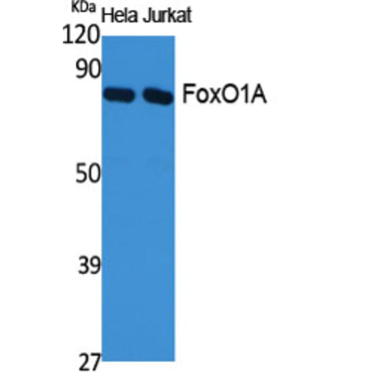 Western Blot - Anti-FOXO1A Antibody (B0484) - Antibodies.com