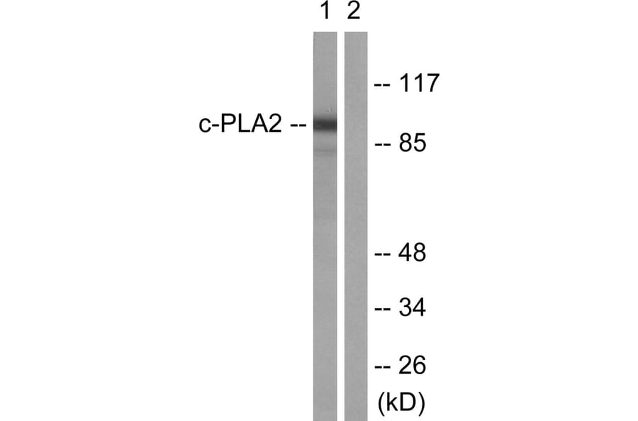 Western Blot - Anti-c-PLA2 Antibody (B0065) - Antibodies.com