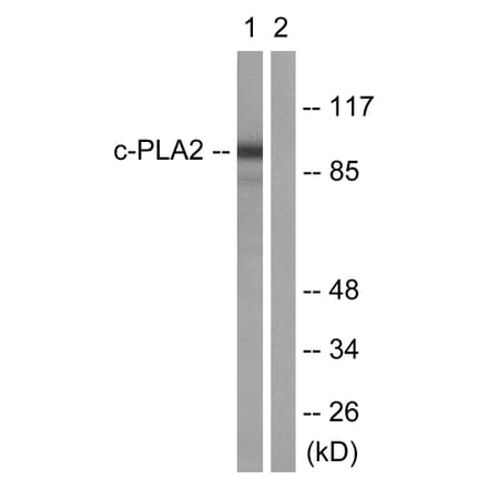 Western Blot - Anti-c-PLA2 Antibody (B0065) - Antibodies.com