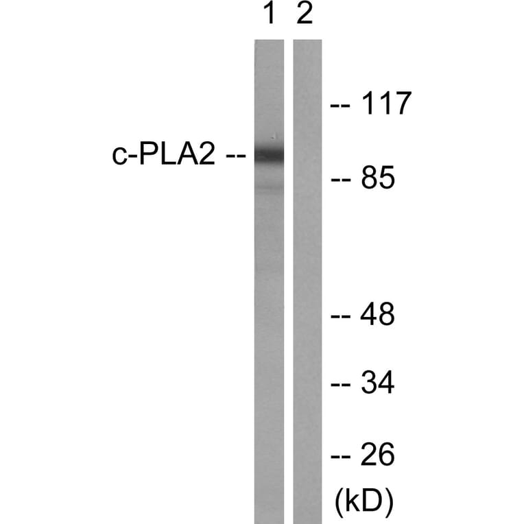 Western Blot - Anti-c-PLA2 Antibody (B0065) - Antibodies.com