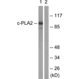 Western Blot - Anti-c-PLA2 Antibody (B0065) - Antibodies.com