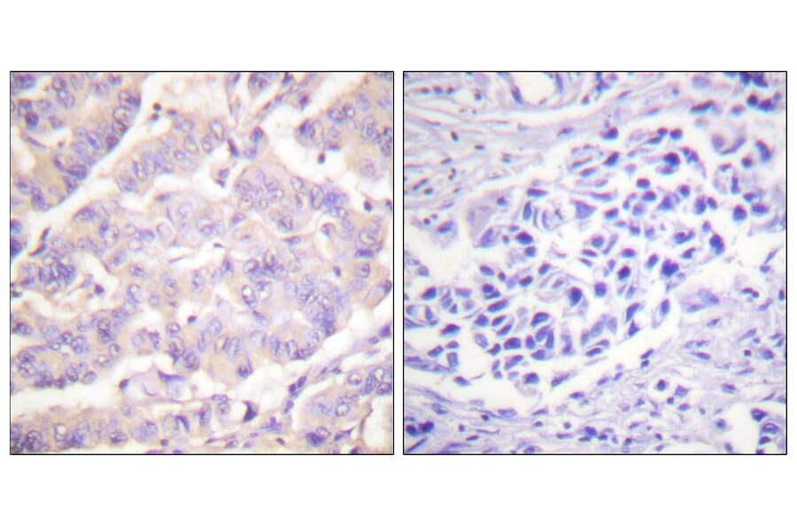 Immunohistochemistry - Anti-c-PLA2 Antibody (B0065) - Antibodies.com