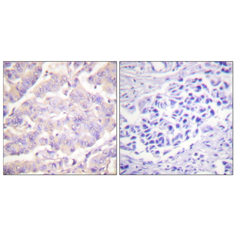 Immunohistochemistry - Anti-c-PLA2 Antibody (B0065) - Antibodies.com