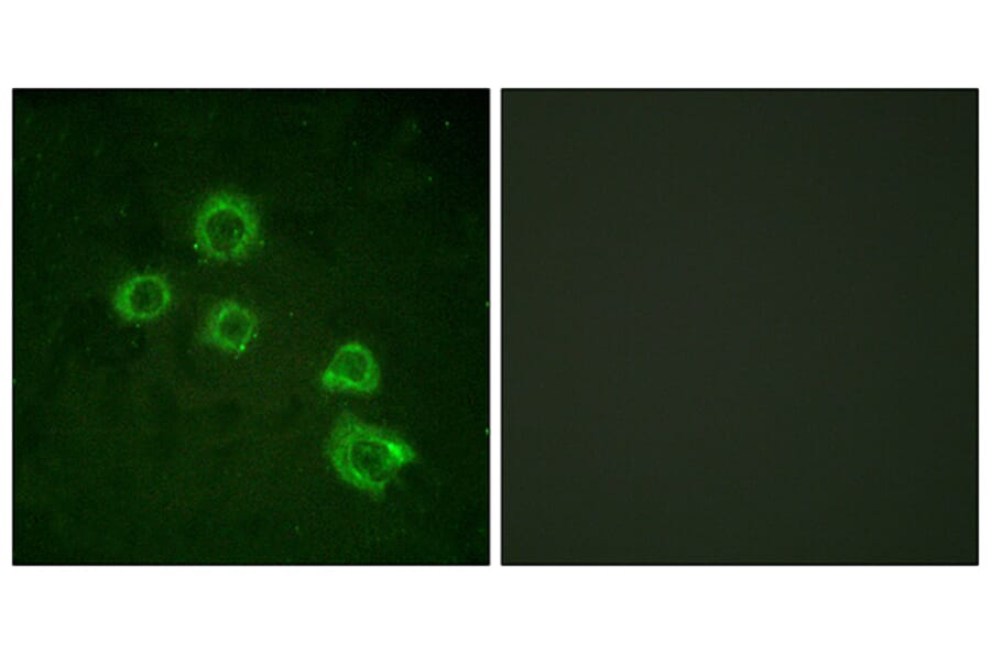 Immunofluorescence - Anti-c-PLA2 Antibody (B0065) - Antibodies.com
