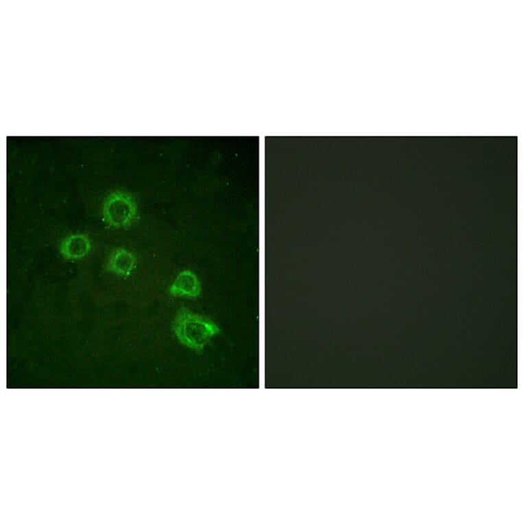 Immunofluorescence - Anti-c-PLA2 Antibody (B0065) - Antibodies.com