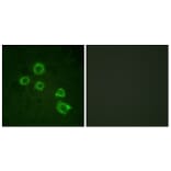 Immunofluorescence - Anti-c-PLA2 Antibody (B0065) - Antibodies.com