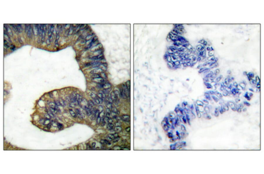 Immunohistochemistry - Anti-c-PLA2 Antibody (B0065) - Antibodies.com
