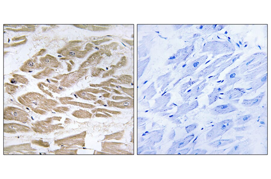Immunohistochemistry - Anti-BRP44L Antibody (C14781) - Antibodies.com