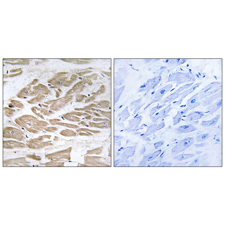 Immunohistochemistry - Anti-BRP44L Antibody (C14781) - Antibodies.com