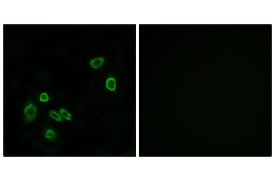 Immunofluorescence - Anti-BRP44L Antibody (C14781) - Antibodies.com