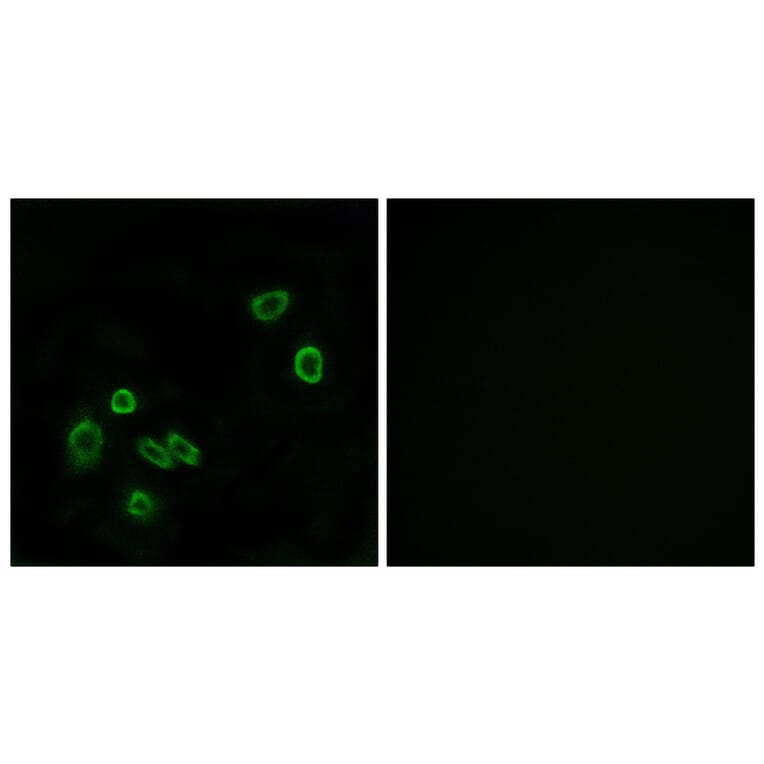 Immunofluorescence - Anti-BRP44L Antibody (C14781) - Antibodies.com