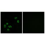 Immunofluorescence - Anti-BRP44L Antibody (C14781) - Antibodies.com