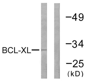 Western Blot - Anti-BCL-XL Antibody (B0775) - Antibodies.com