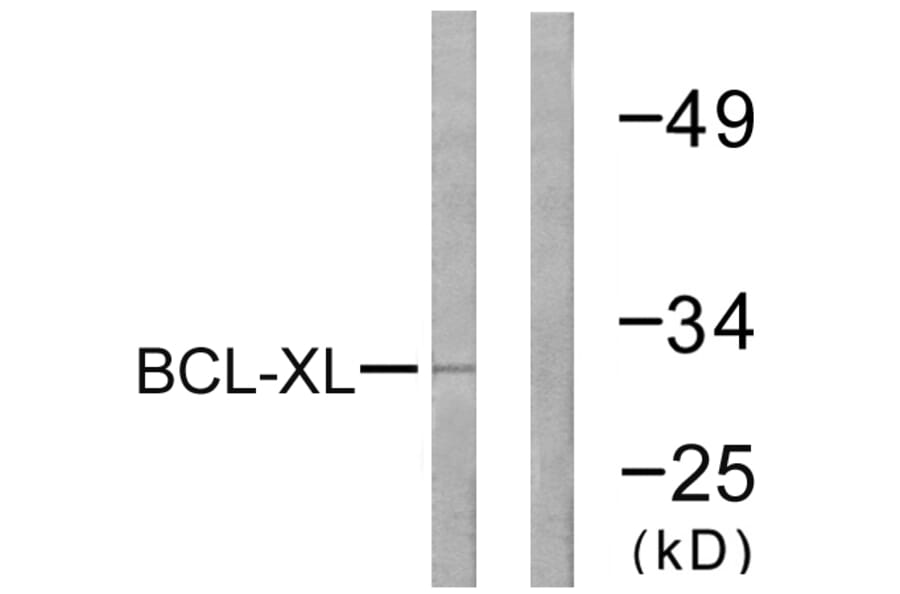 Western Blot - Anti-BCL-XL Antibody (B0775) - Antibodies.com