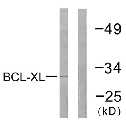 Western Blot - Anti-BCL-XL Antibody (B0775) - Antibodies.com