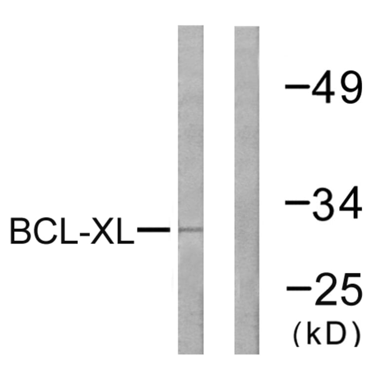 Western Blot - Anti-BCL-XL Antibody (B0775) - Antibodies.com