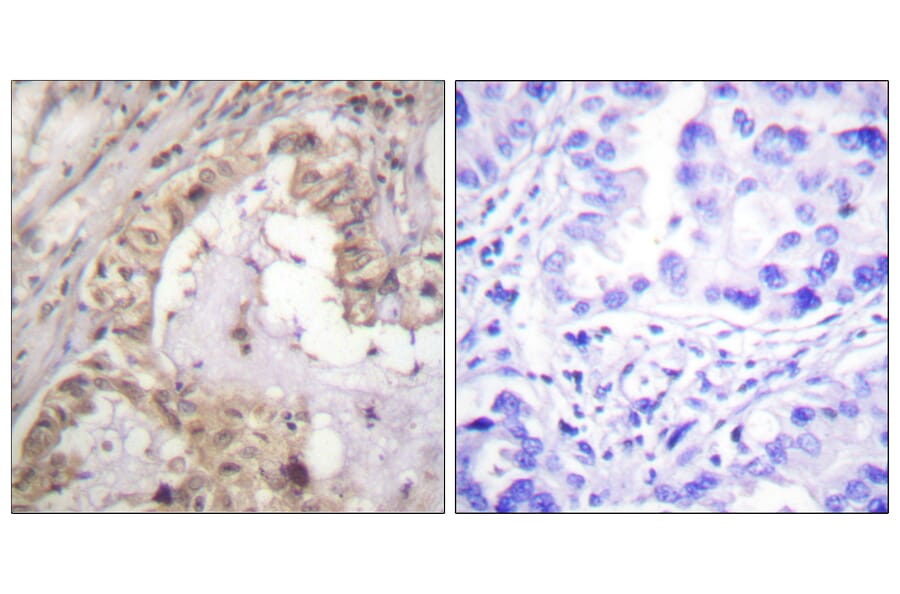 Immunohistochemistry - Anti-BCL-XL Antibody (B0775) - Antibodies.com
