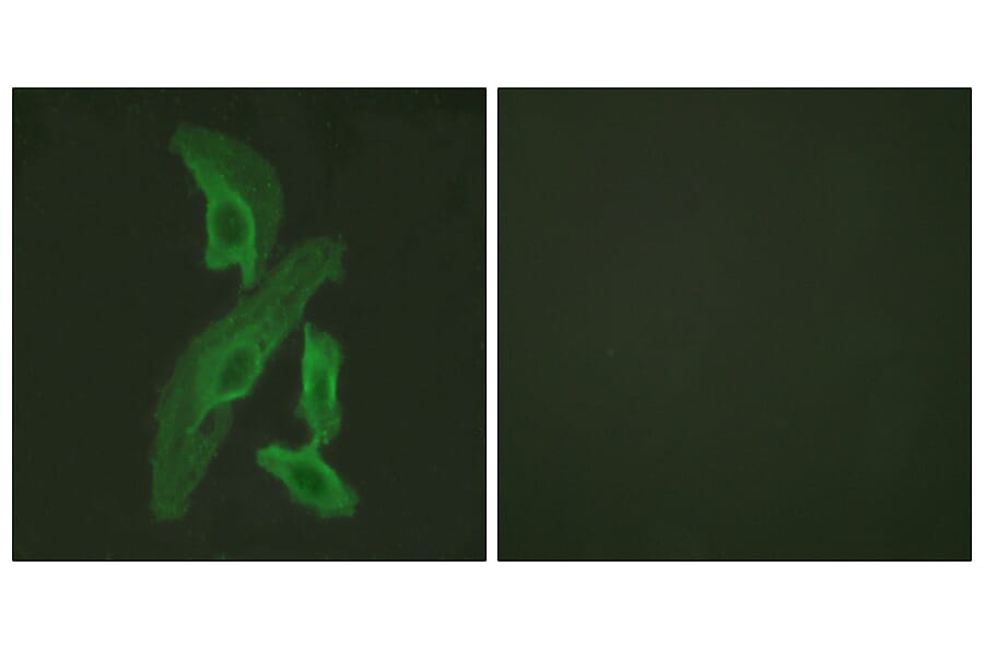 Immunofluorescence - Anti-BCL-XL Antibody (B0775) - Antibodies.com