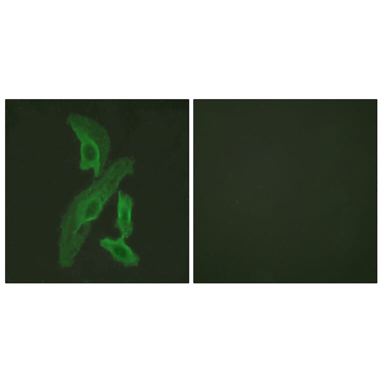 Immunofluorescence - Anti-BCL-XL Antibody (B0775) - Antibodies.com