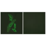 Immunofluorescence - Anti-BCL-XL Antibody (B0775) - Antibodies.com