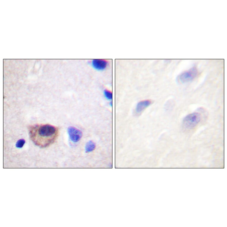 Immunohistochemistry - Anti-ATPase Antibody (B0458) - Antibodies.com