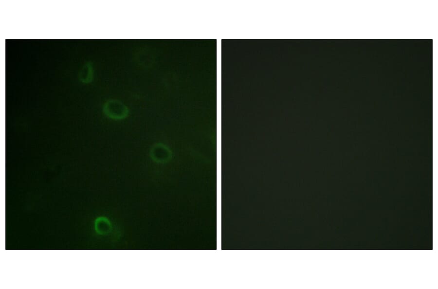 Immunofluorescence - Anti-ATPase Antibody (B0458) - Antibodies.com