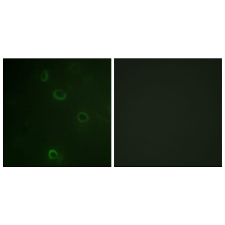 Immunofluorescence - Anti-ATPase Antibody (B0458) - Antibodies.com