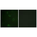 Immunofluorescence - Anti-ATPase Antibody (B0458) - Antibodies.com