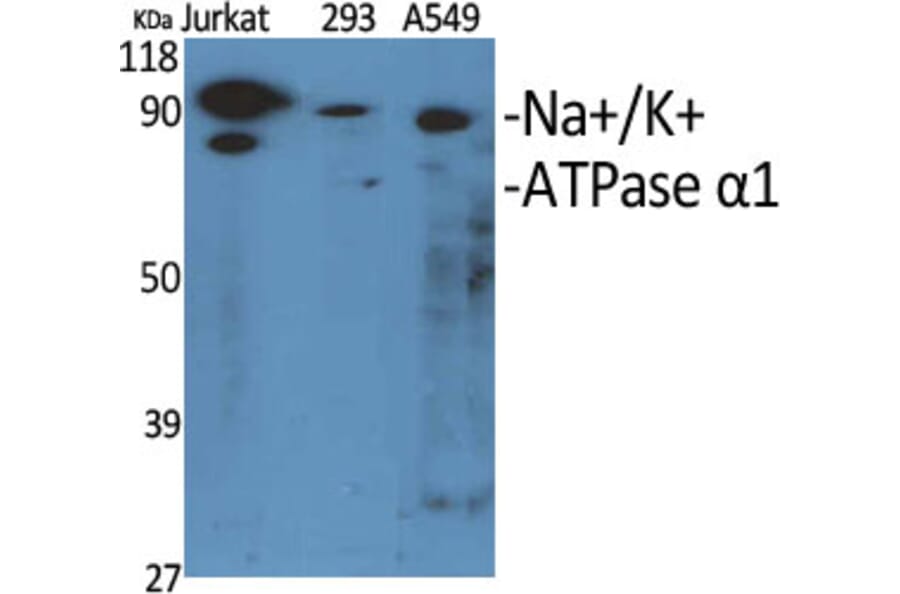 Western Blot - Anti-ATPase Antibody (B0458) - Antibodies.com