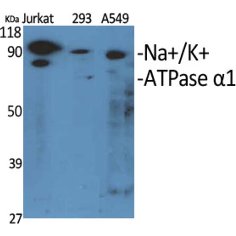 Western Blot - Anti-ATPase Antibody (B0458) - Antibodies.com