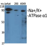 Western Blot - Anti-ATPase Antibody (B0458) - Antibodies.com