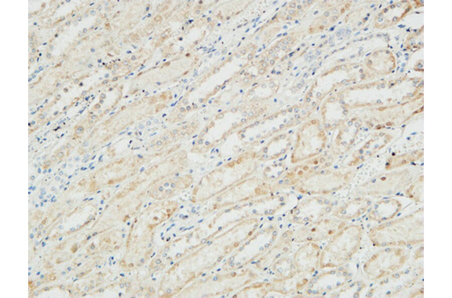 Immunohistochemistry - Anti-ATPase Antibody (B0458) - Antibodies.com